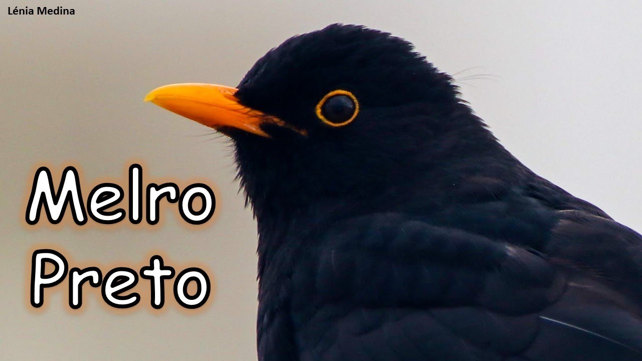 CAMÁRIOS E MELROS